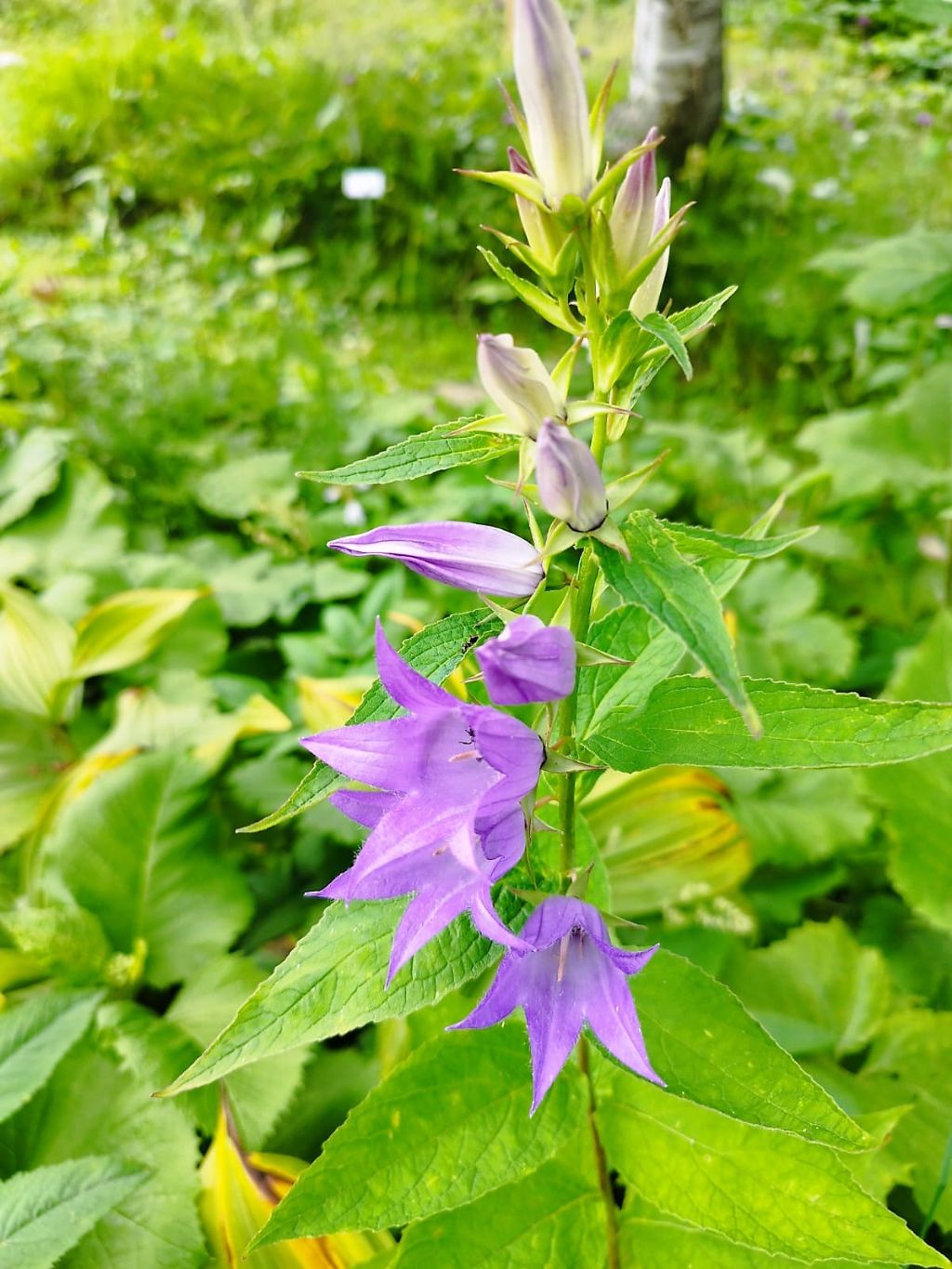 campanula
